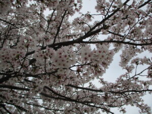 🌸新年度スタート🌸
