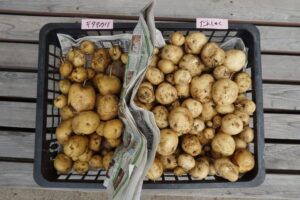 じゃがいもの収穫🥔