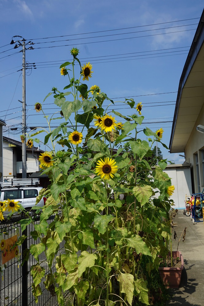 🍉夏のおもいで🌞