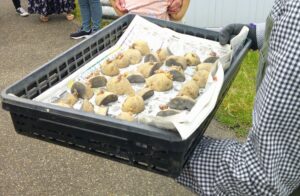 じゃがいもの種芋を植えたよ