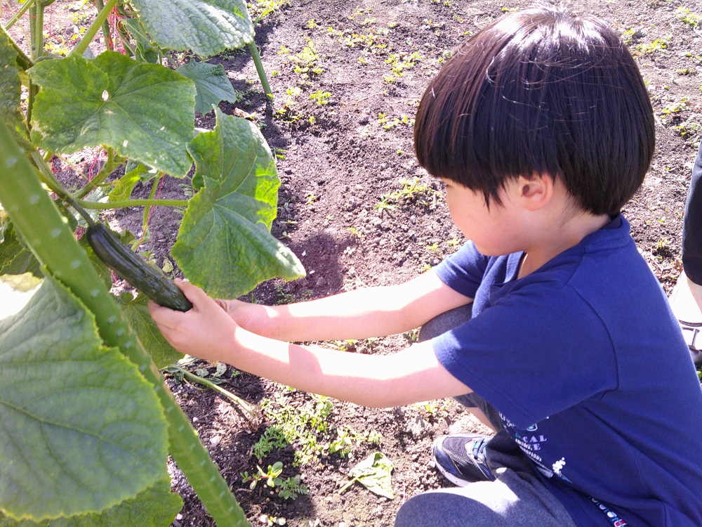 お野菜収穫をしました🍅🥒🍆