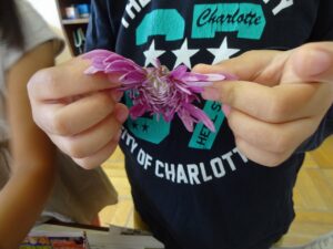 さくら組☆菊ちらし