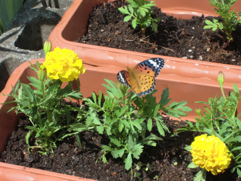 野菜の苗とお花を植えたよ