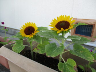 ～自然豊かなすみれ保育園～