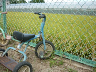 ～すみれ保育園から見える秋と元気な子ども達～