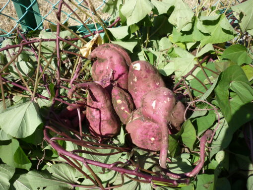 ☆めいっぱい秋を感じています☆