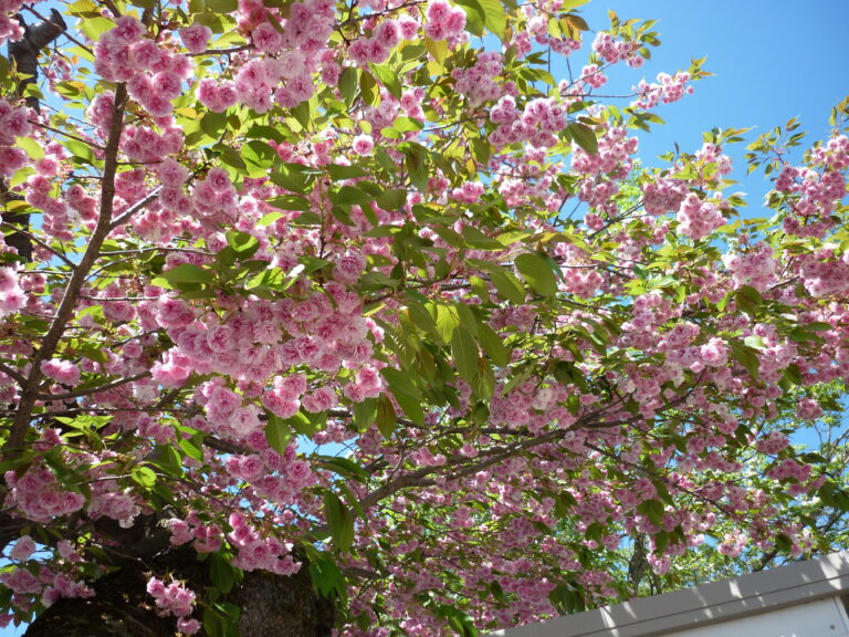✨毎日楽しいすみれ保育園✨