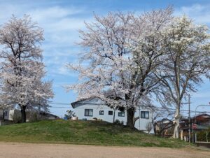 お花見おべんとう開き。