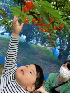 サクランボ🍒狩り遠足💛