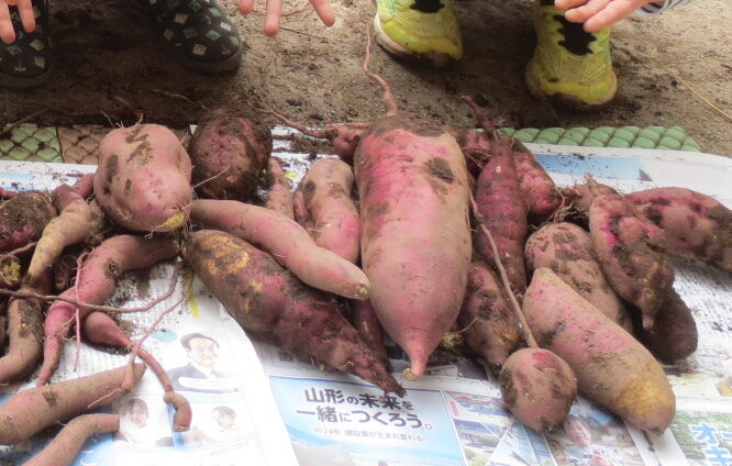 さつまいも堀り(すみれ組)