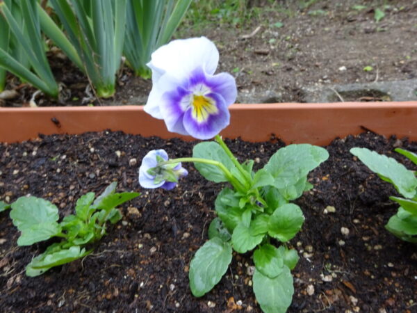 きれいなお花が咲きますように🏵