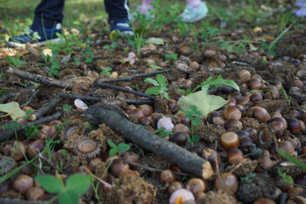 ～秋の思い出🍄②～