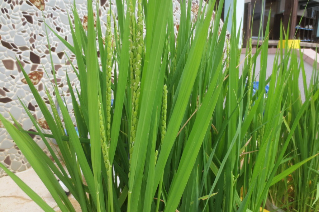 すみれ組お米を育てたよ！！～発芽から収穫まで～