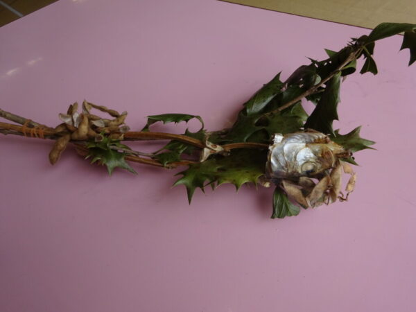 「おにはそと　ふくはうち」