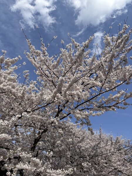 桜満開、きれいだったね！！