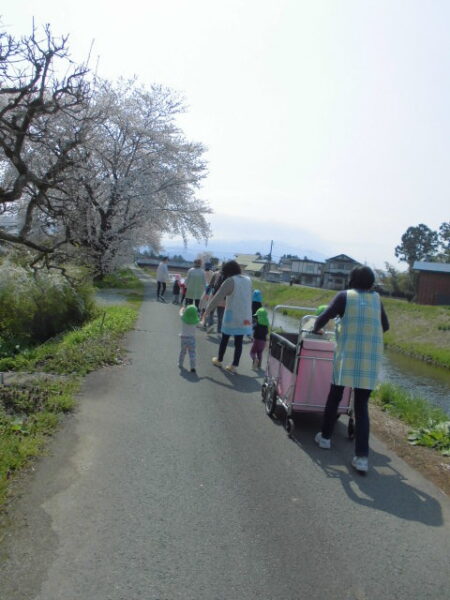 いずみ保育園の春🎏