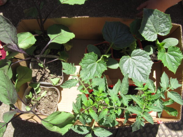 すみれ組さんの畑