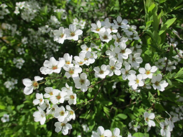 🌸つばさ保育園の春2025🌸