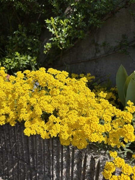 可愛くできたよ！こいのぼり🎏