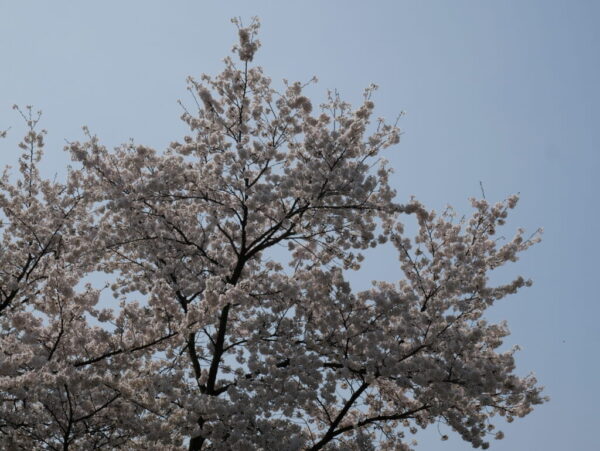 🌸美鈴保育園の春🌸