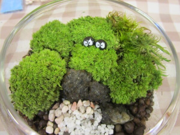 6月🌱苔テラリウム作りをしました🌱