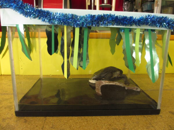 🎄１２月の白鳩保育園🎅