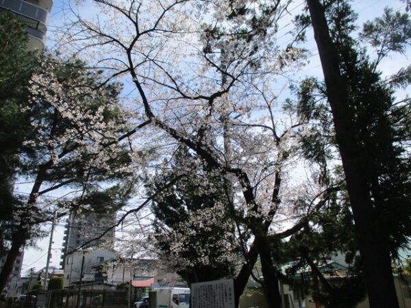さくら保育園🌸お花見に行きました✨