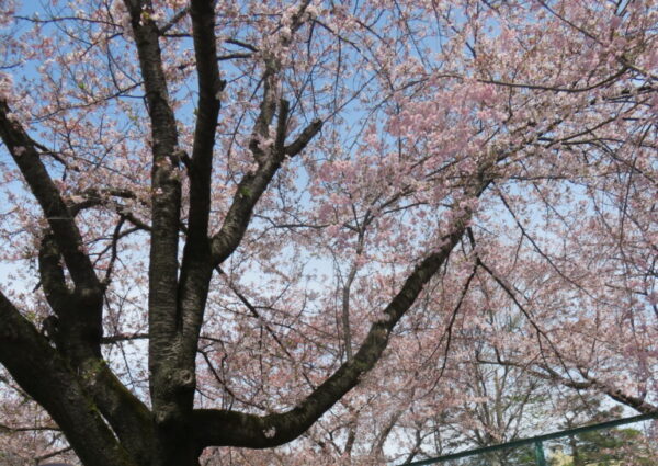 お花見をしました🌸