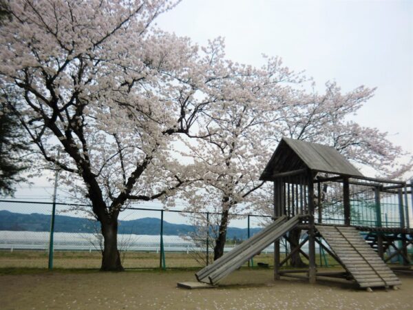 ✨すみれ保育園の春🎶✨