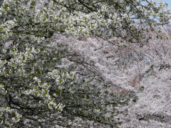 こんにちは😁白鳩保育園です❕