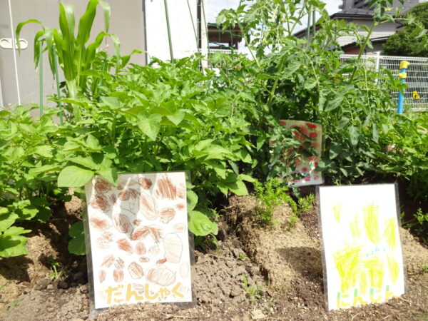 初夏のつばさ保育園☆